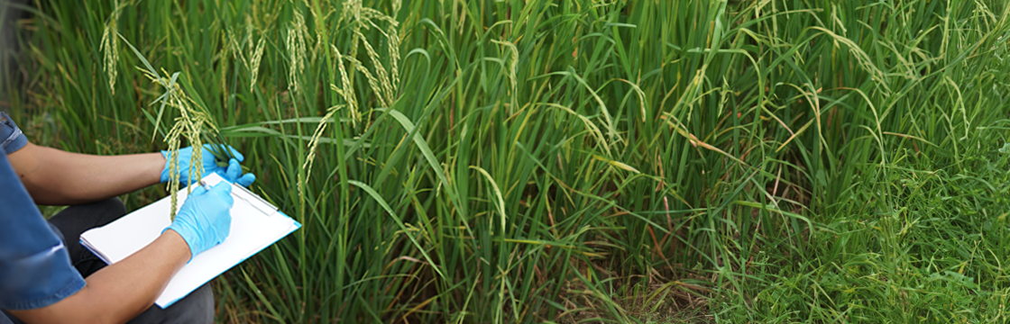 How Basmati in India is Reaping the Rewards of Research?