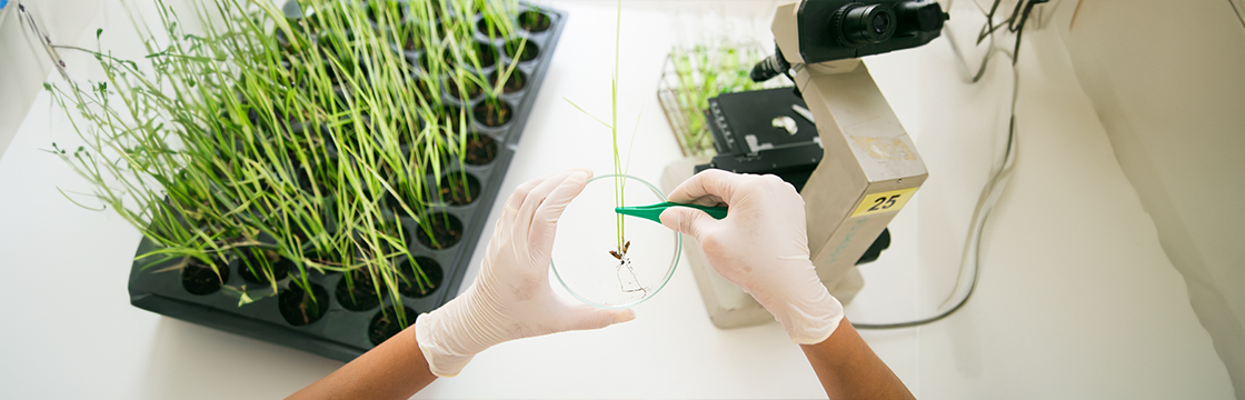 Rice Germination and Its Impact on Technological and Nutritional Properties: A Review