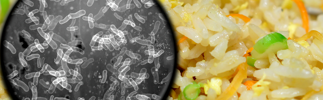 Genetic Improvement of Rice for Bacterial Blight Resistance: Present Status and Future Prospects