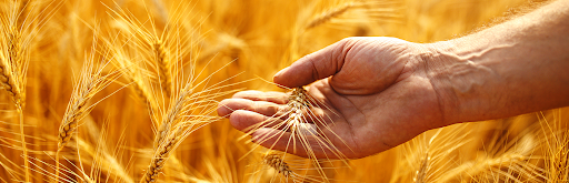 Kisan Diwas