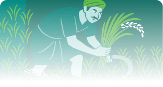 Building farmer partnerships — fields and farmers