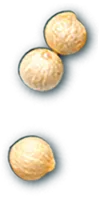 Foxnut