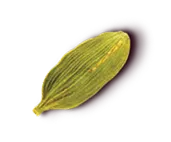 Green Cardamom